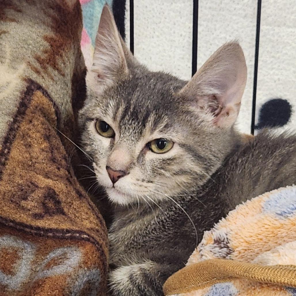 Enlarge Caliel, a Adoptable Domestic Short Hair in Brighton, MO image 4/6