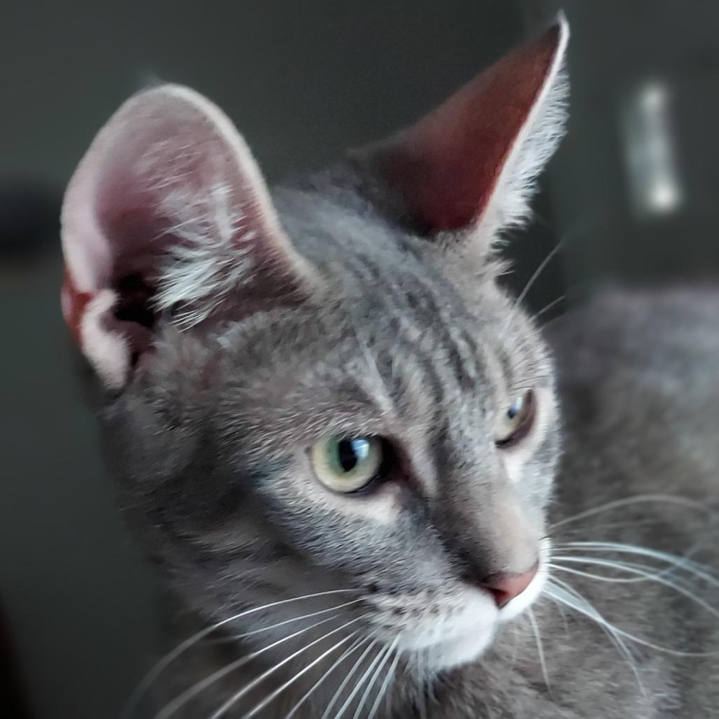 Enlarge Caliel, a Adoptable Domestic Short Hair in Brighton, MO image 5/6