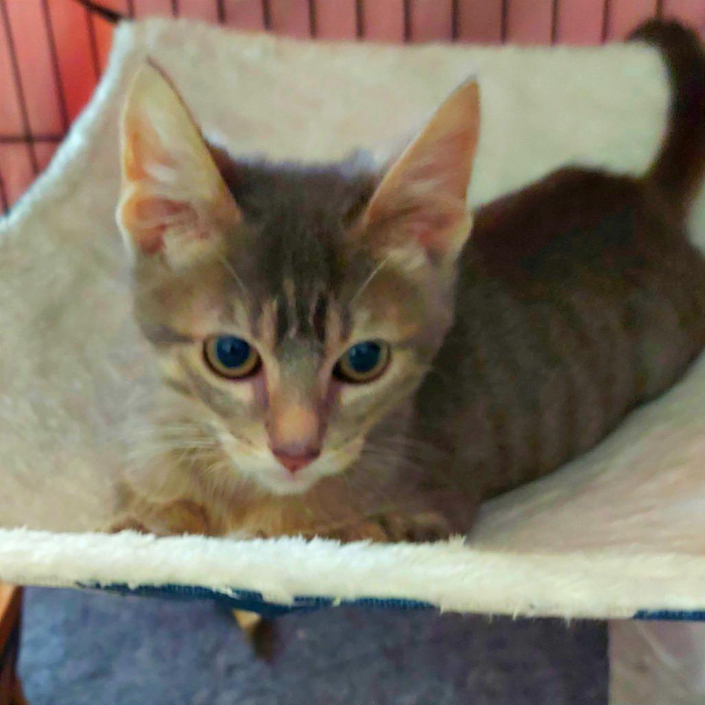 Enlarge Caliel, a Adoptable Domestic Short Hair in Brighton, MO image 5/6