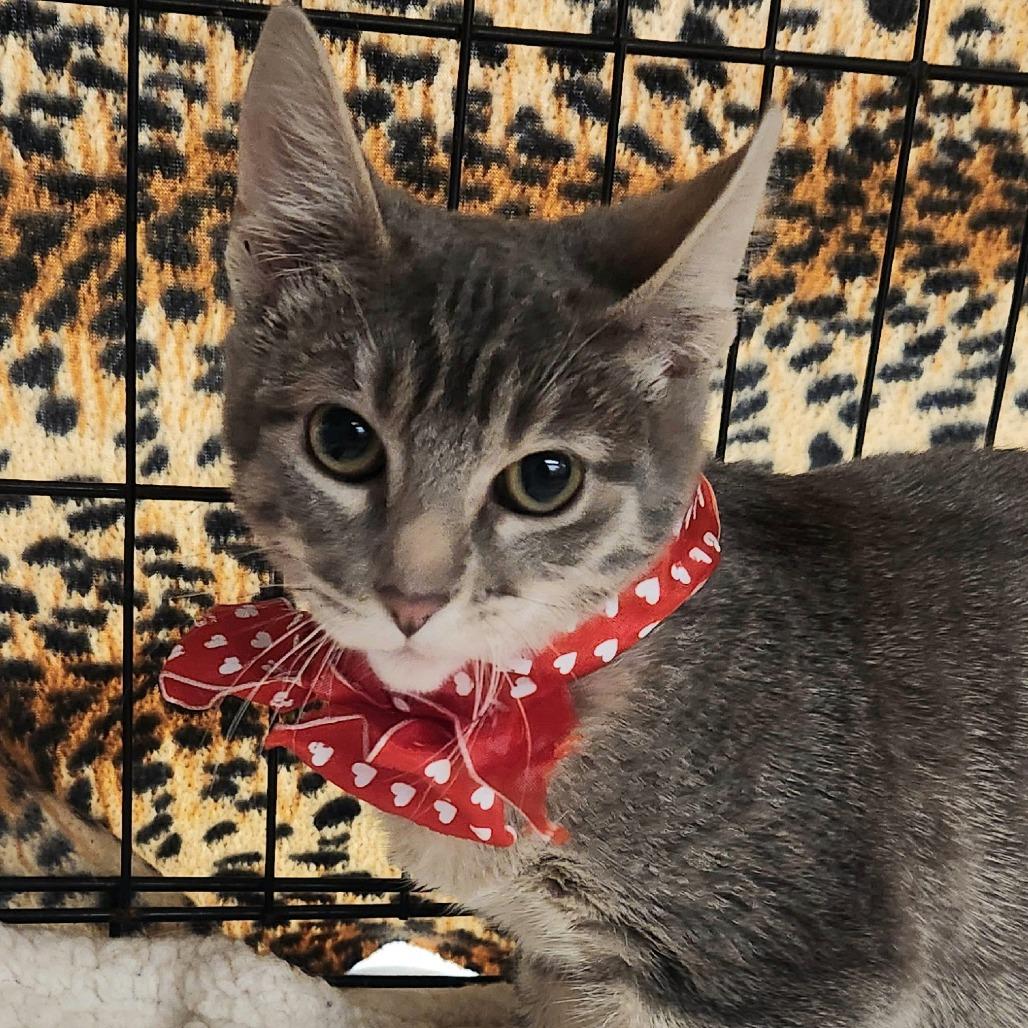 Enlarge Caliel, a Adoptable Domestic Short Hair in Brighton, MO image 6/6