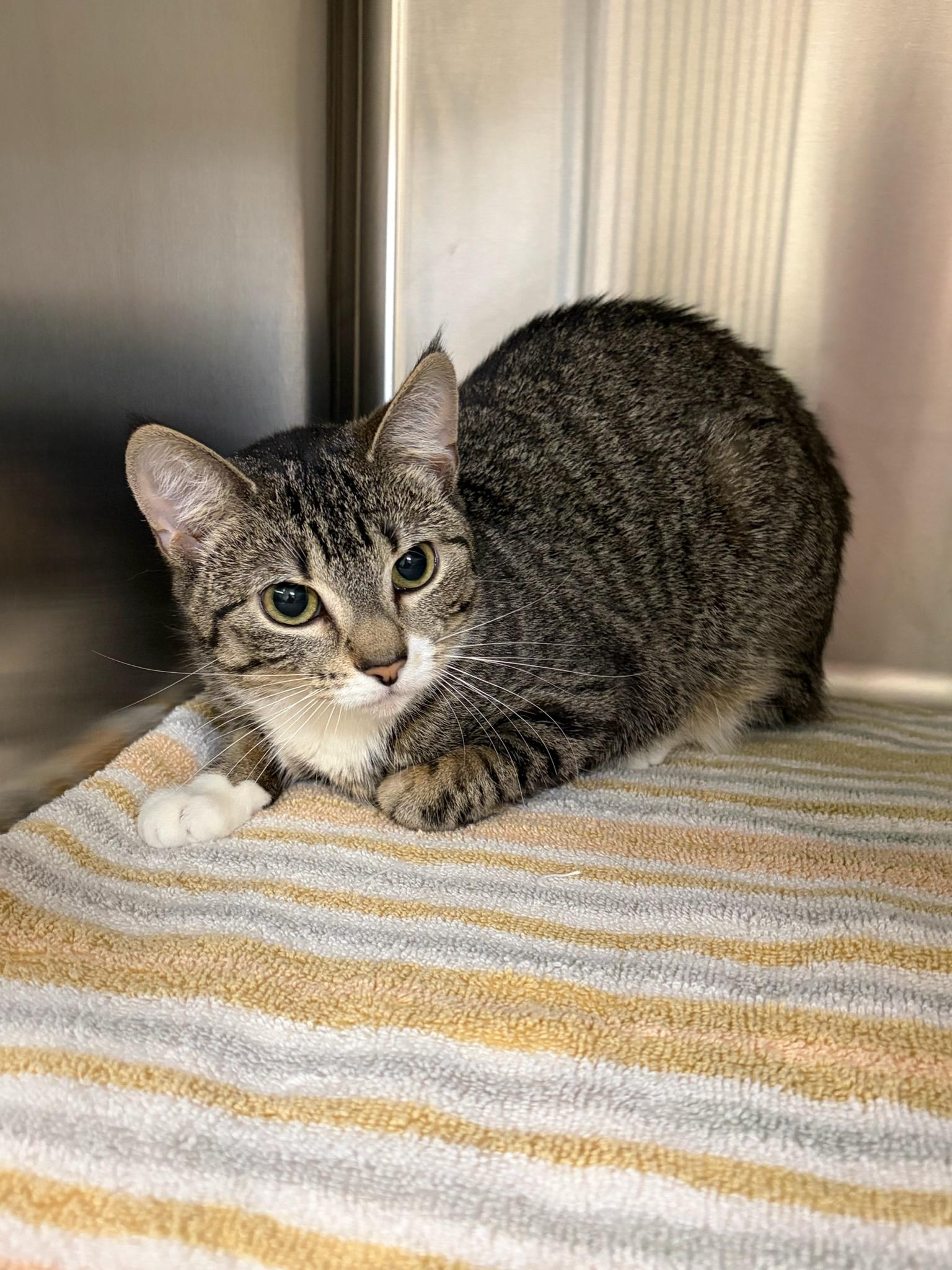 Jada , adopted, Kitten Female Domestic Short Hair.