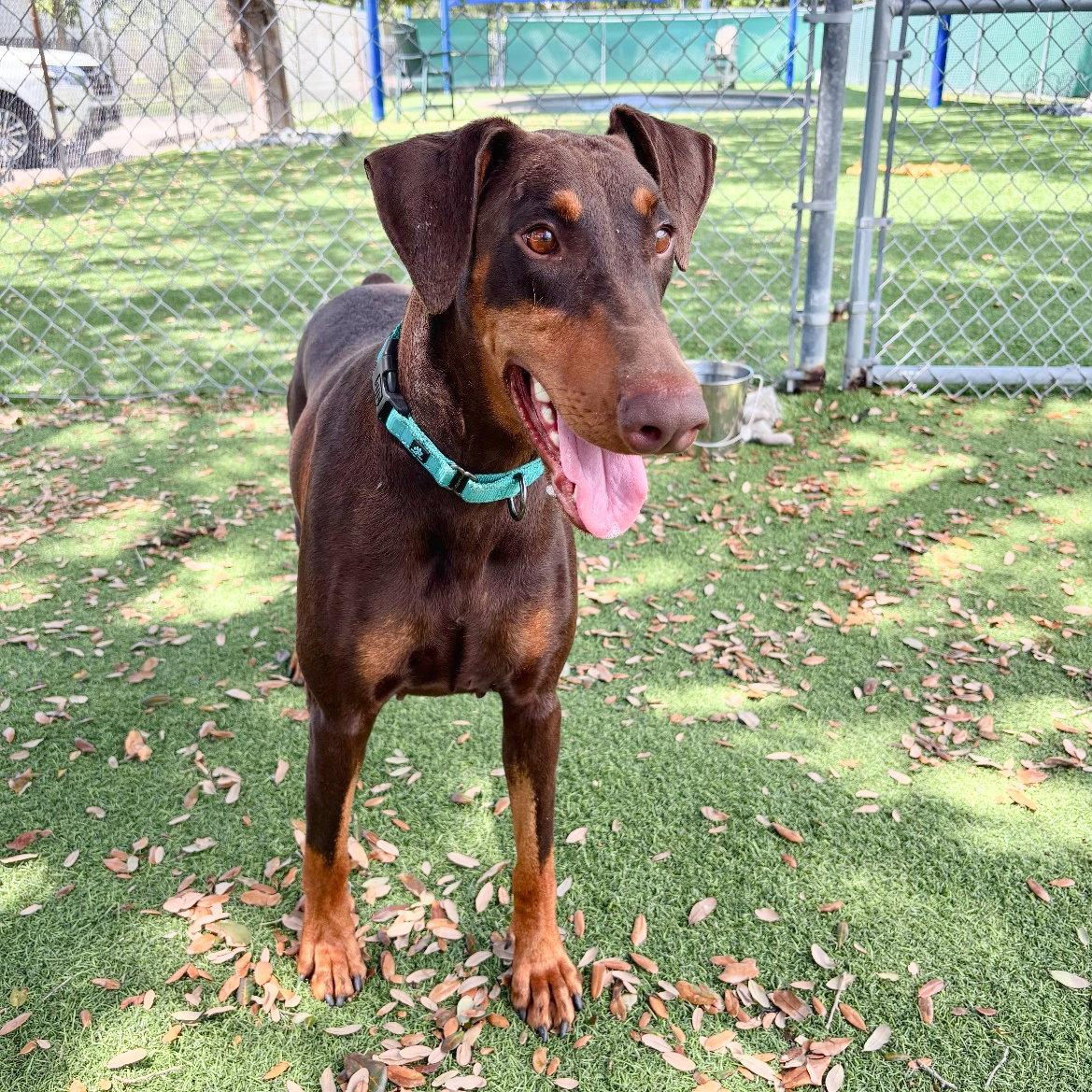 Enlarge Brownie 3611, a Adoptable Doberman Pinscher in Oakland Park, FL image 1/3