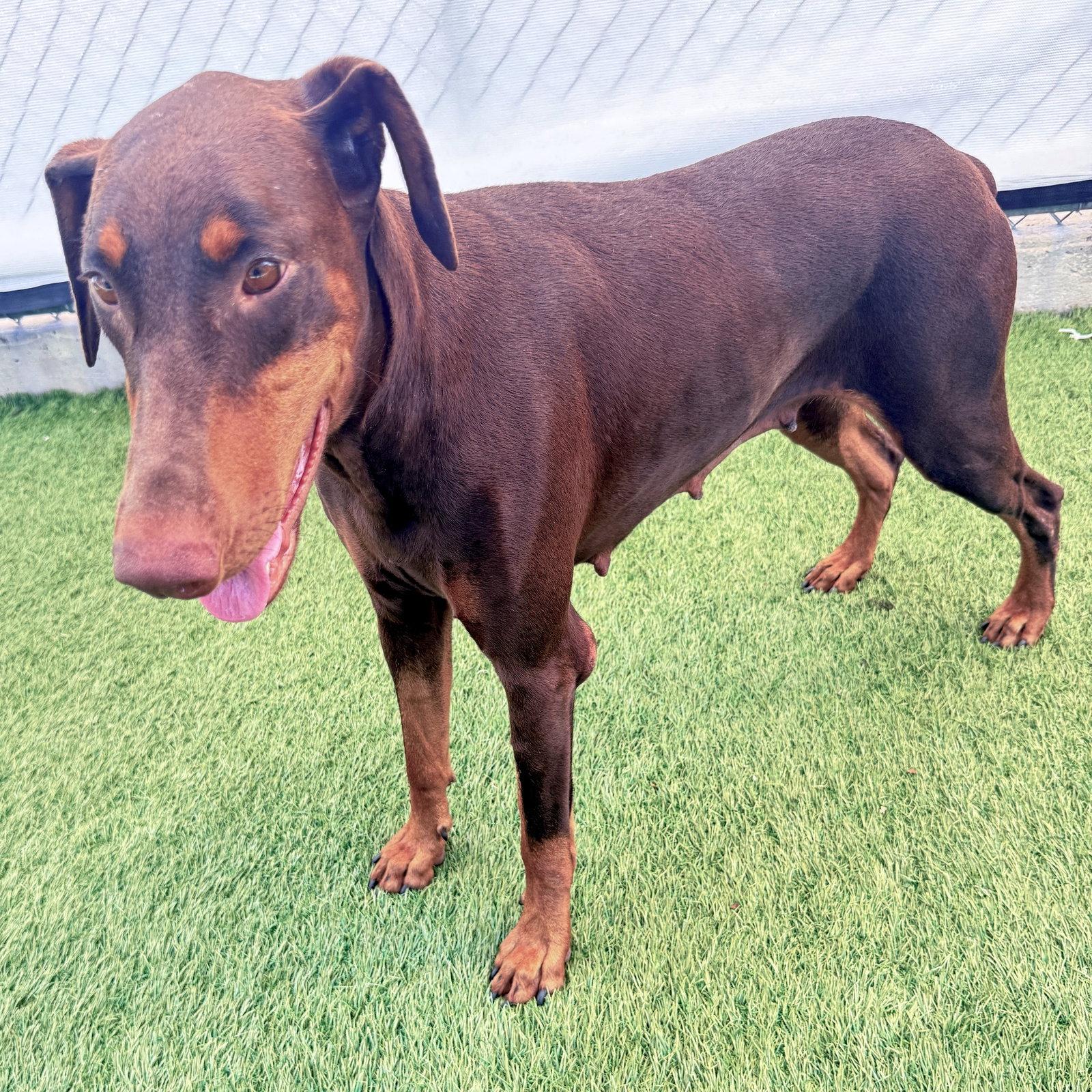 Brownie 3611, Adoptable, Adult Female Doberman Pinscher.