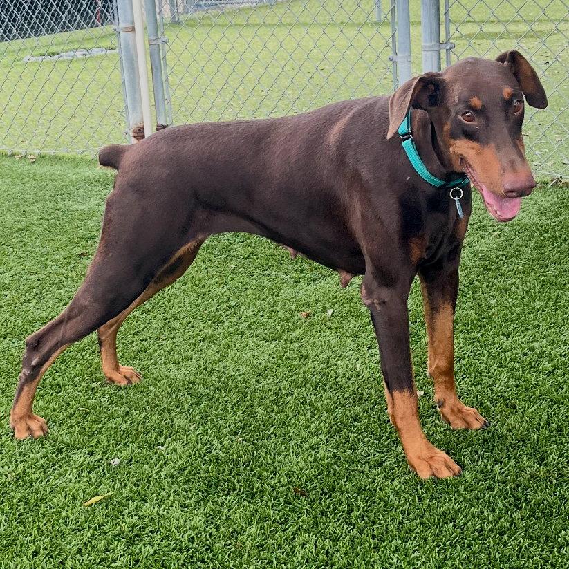 Enlarge Brownie 3611, a Adoptable Doberman Pinscher in Oakland Park, FL image 1/3