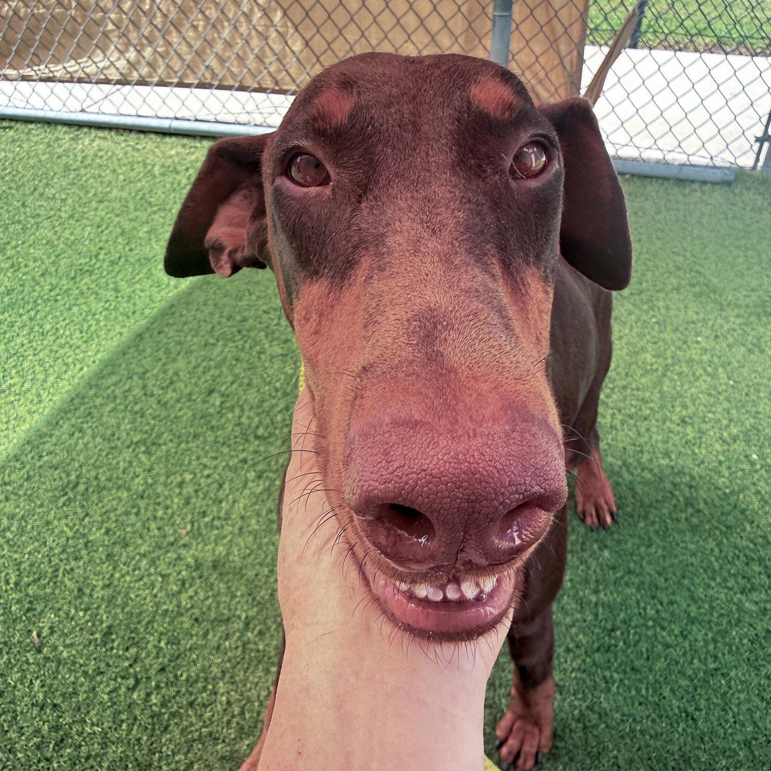 Brownie 3611, a Adoptable Doberman Pinscher in Oakland Park, FL image 2/3