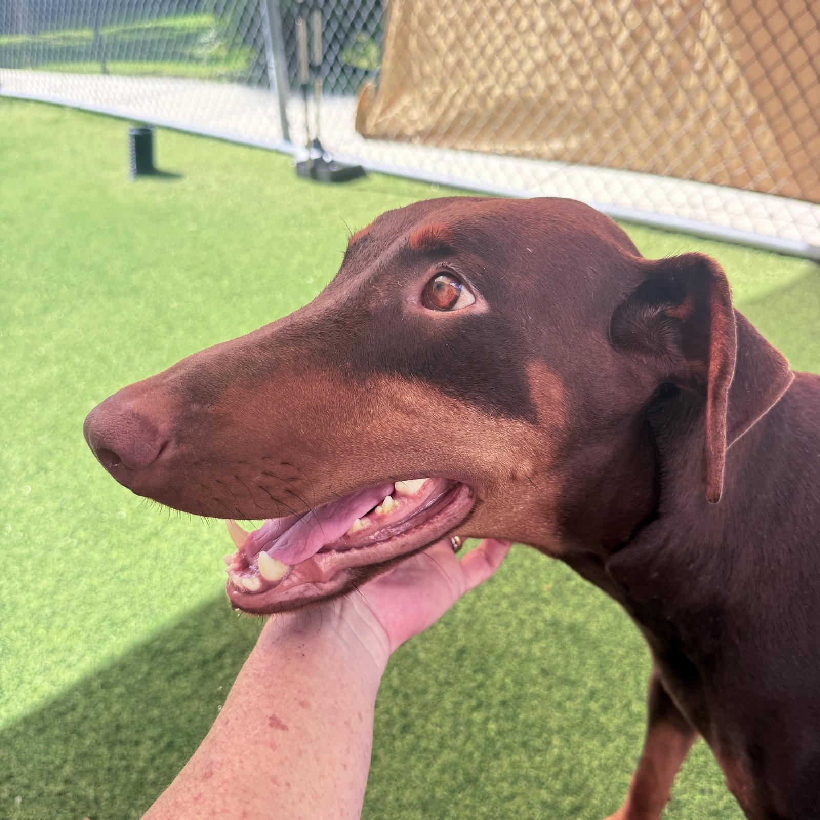 Brownie 3611, a Adoptable Doberman Pinscher in Oakland Park, FL image 3/3