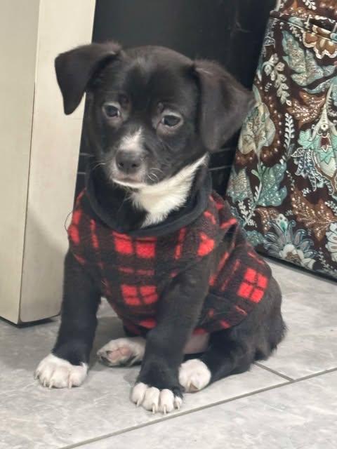 Enlarge Steve (2 months old), a ADOPTABLE mixed breed in Albany, NY image 1/1