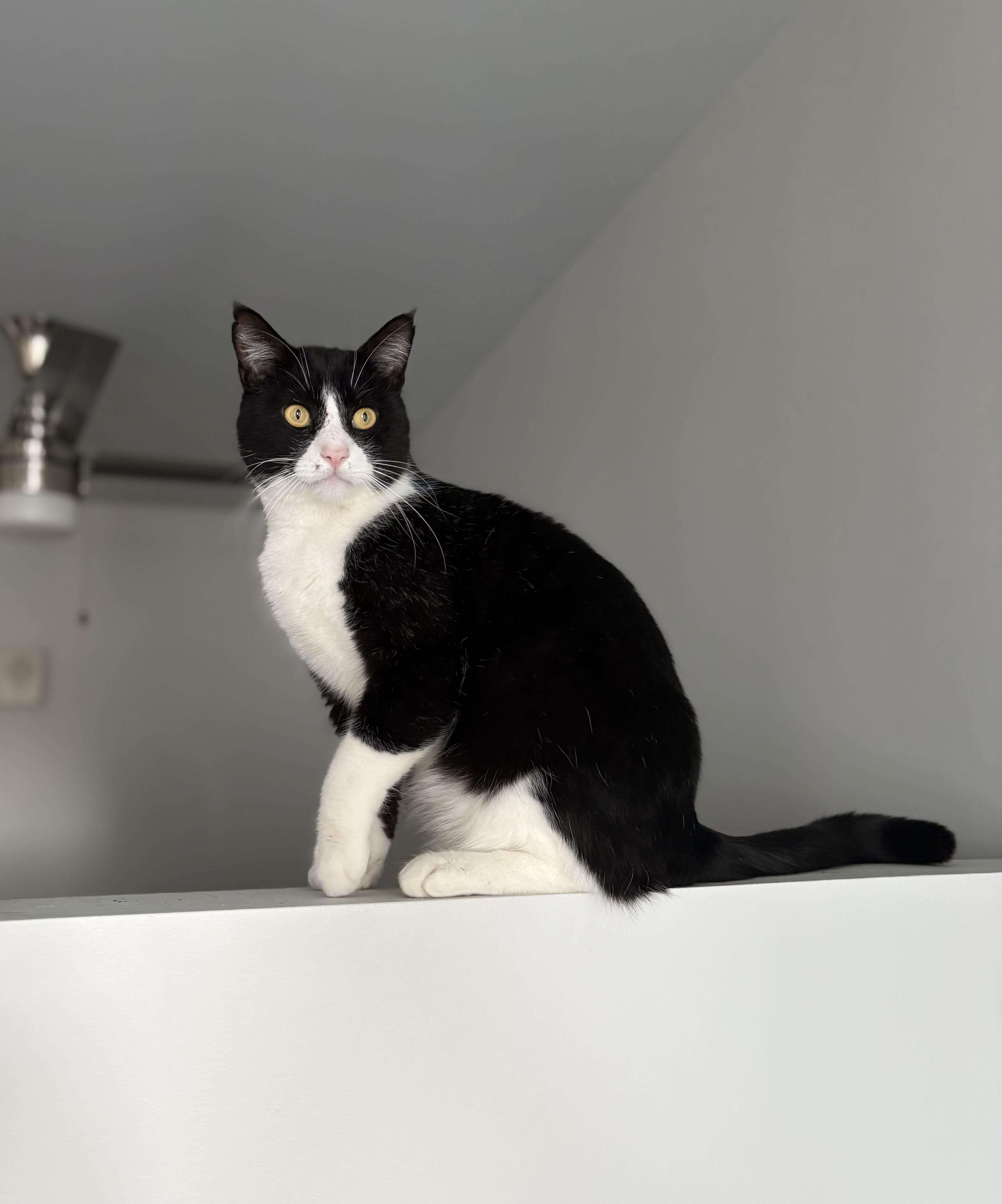 Enlarge Tuxedo, a ADOPTABLE Domestic Short Hair in Lakewood, CO image 3/6