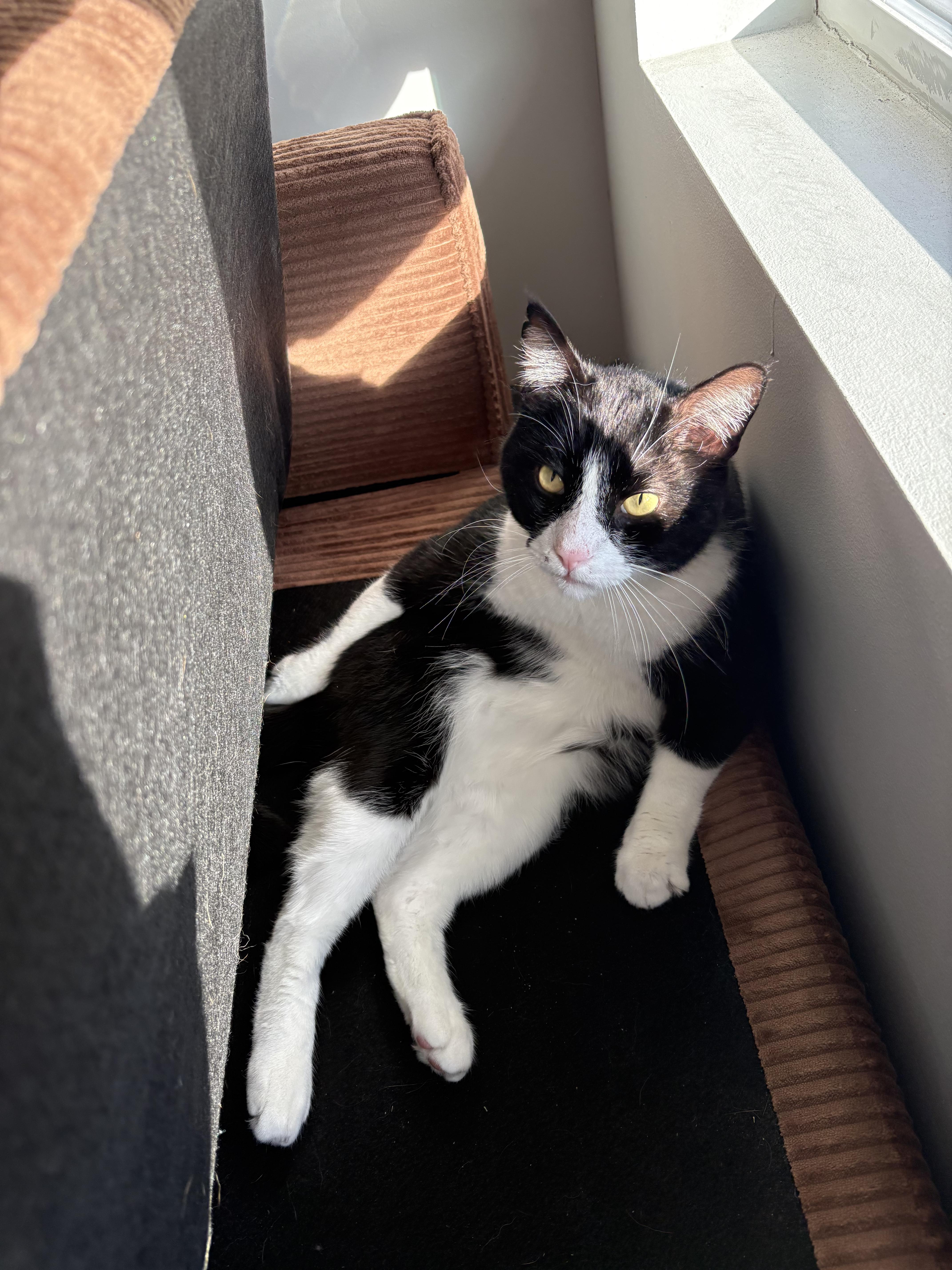 Enlarge Tuxedo, a ADOPTABLE Domestic Short Hair in Lakewood, CO image 1/6