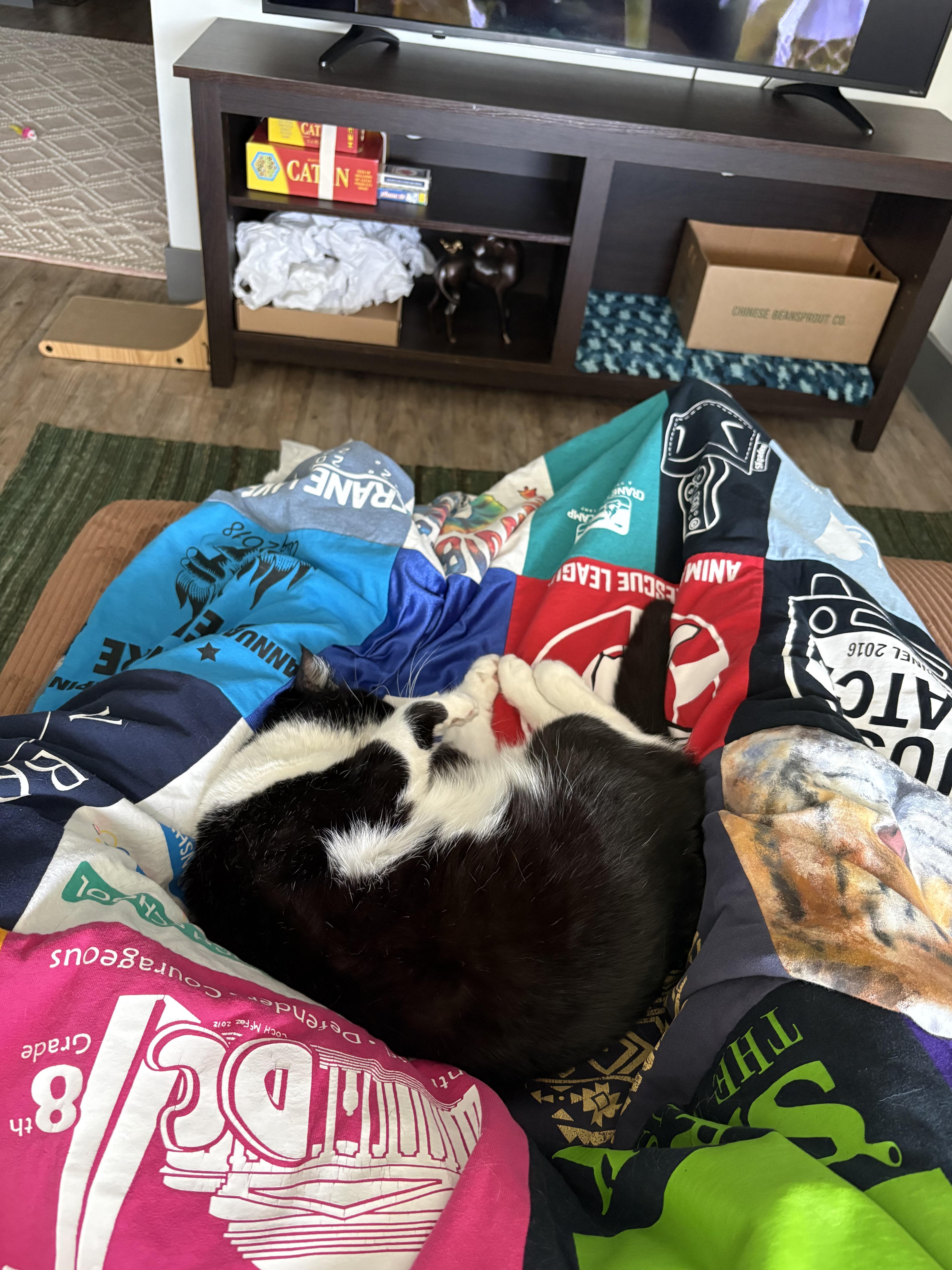 Enlarge Tuxedo, a ADOPTABLE Domestic Short Hair in Lakewood, CO image 5/6