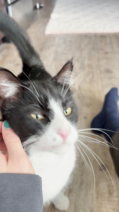 Enlarge Tuxedo, a ADOPTABLE Domestic Short Hair in Lakewood, CO video 2/6