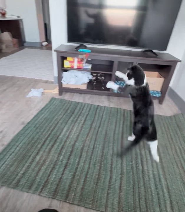 Enlarge Tuxedo, a ADOPTABLE Domestic Short Hair in Lakewood, CO video 4/6