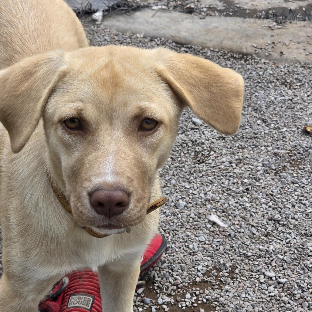 Enlarge Chip, a Adoptable Mixed Breed in Glenfield, NY image 3/4