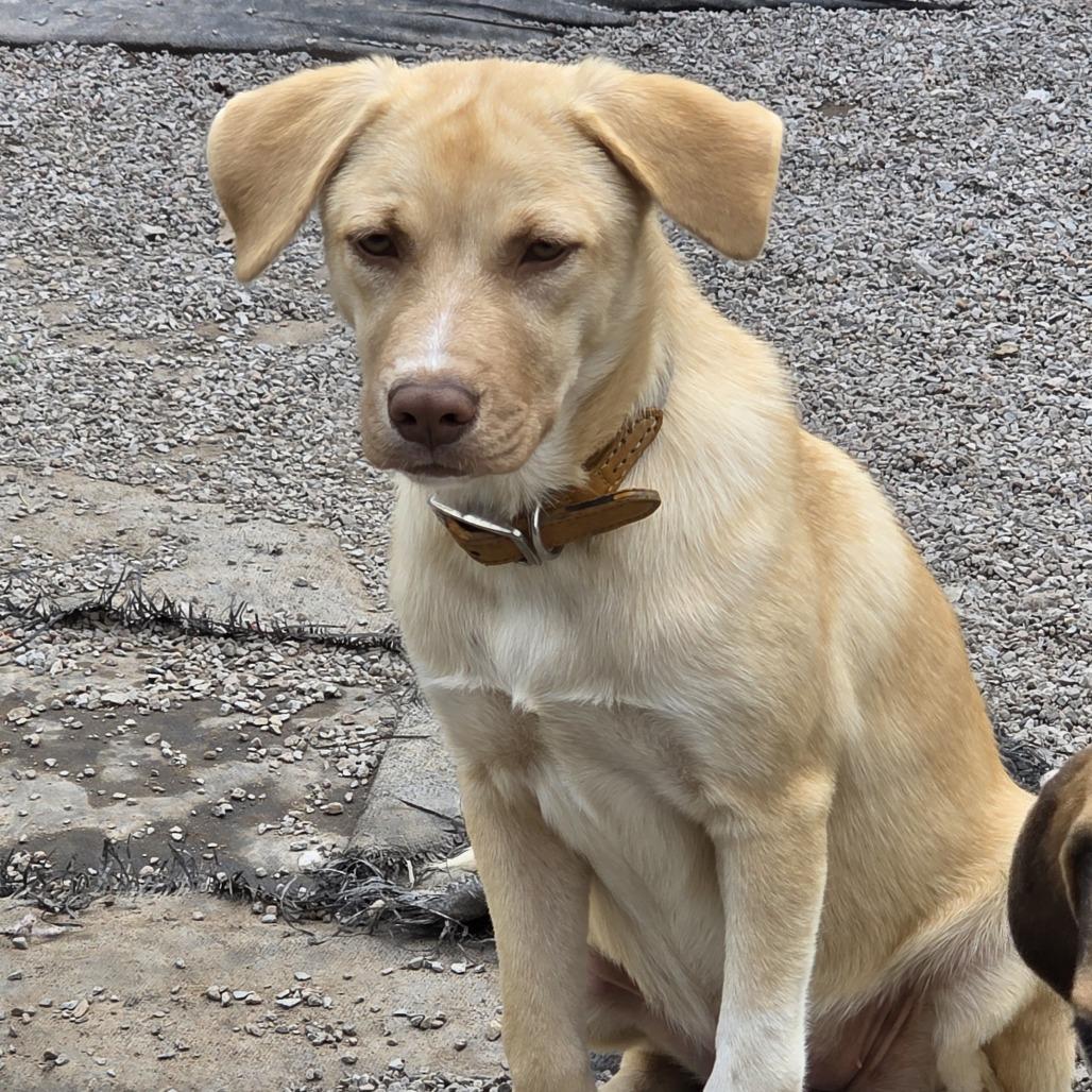 Enlarge Chip, a Adoptable Mixed Breed in Glenfield, NY image 4/4