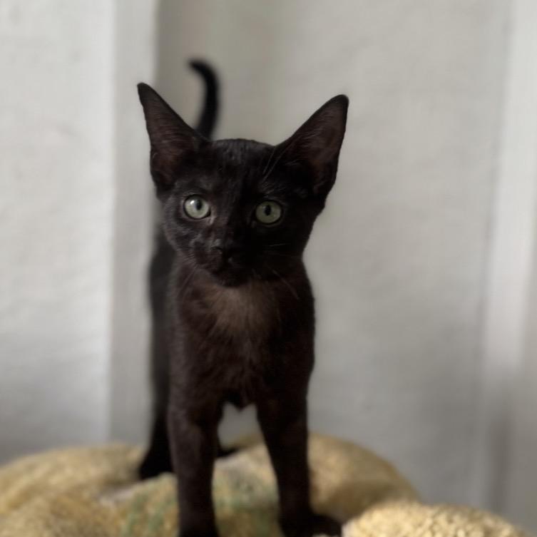 Jimmy A26-115, Adoptable, Kitten Male Domestic Short Hair.