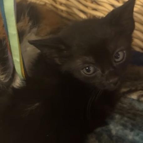 Enlarge Jimmy A26-115, a Adoptable Domestic Short Hair in SANTA ROSA BEACH, FL image 1/1