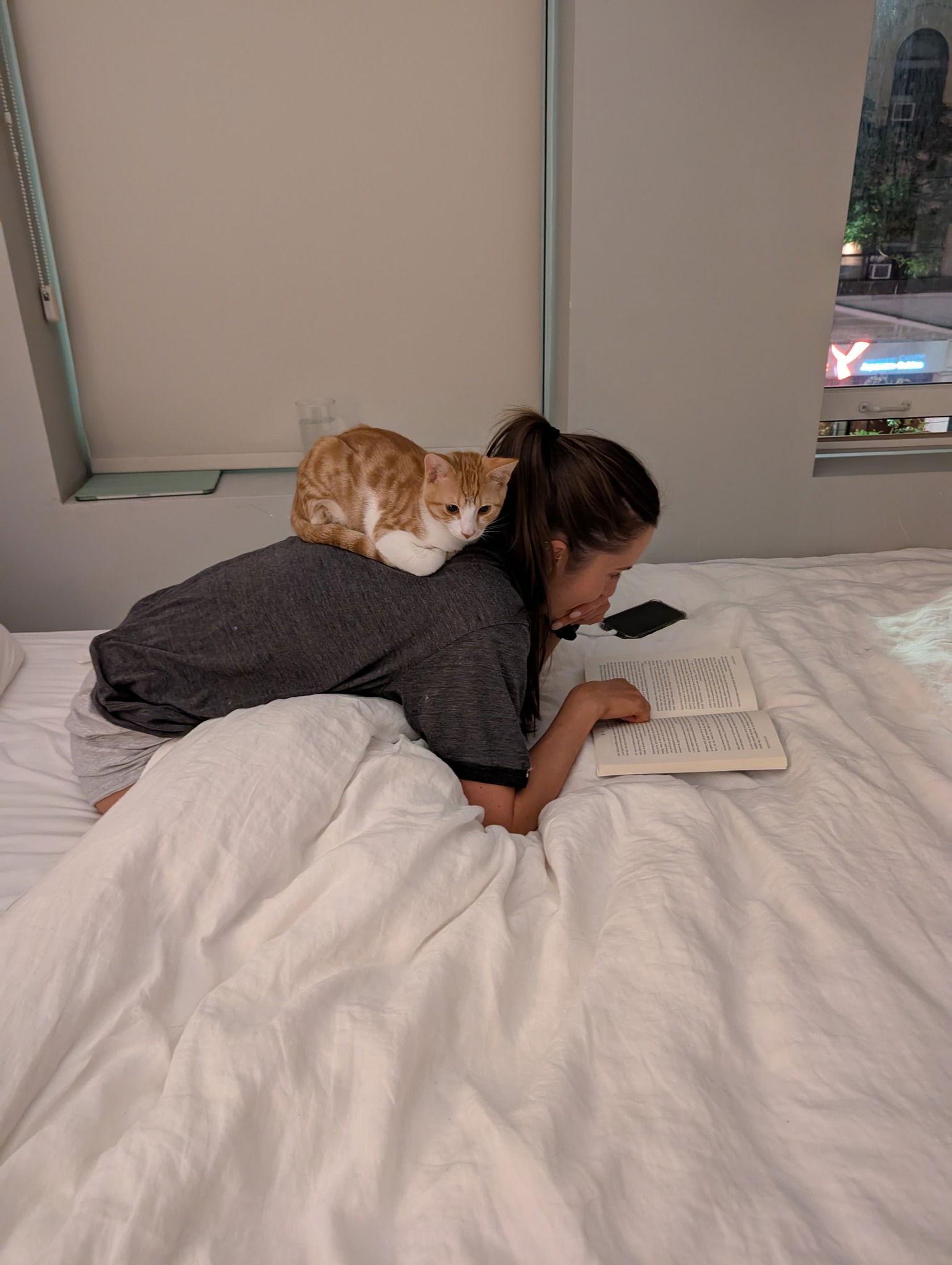 Scooter, a Adopted Domestic Short Hair in Markham, ON image 1/3