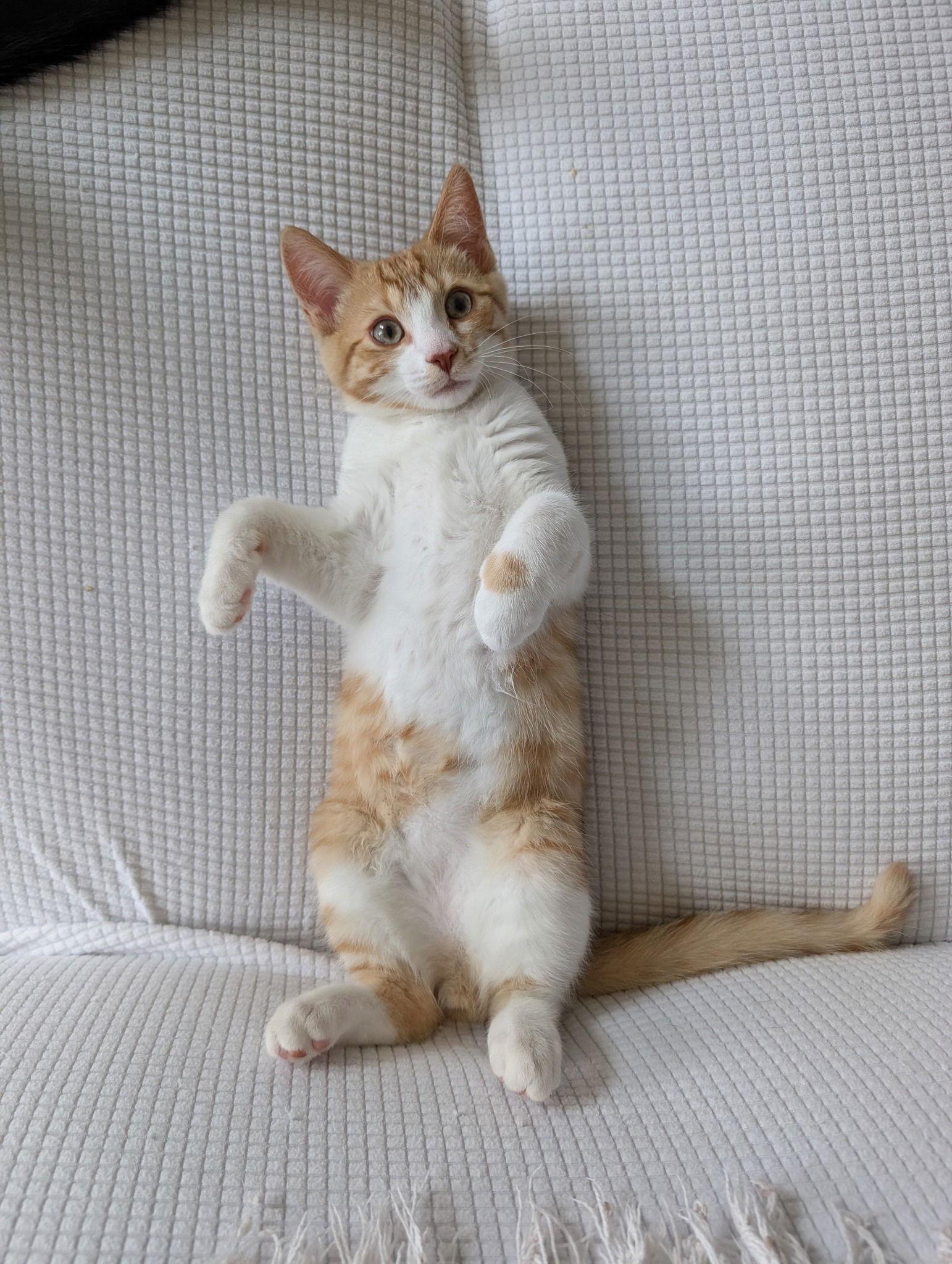 Scooter, a Adopted Domestic Short Hair in Markham, ON image 2/3