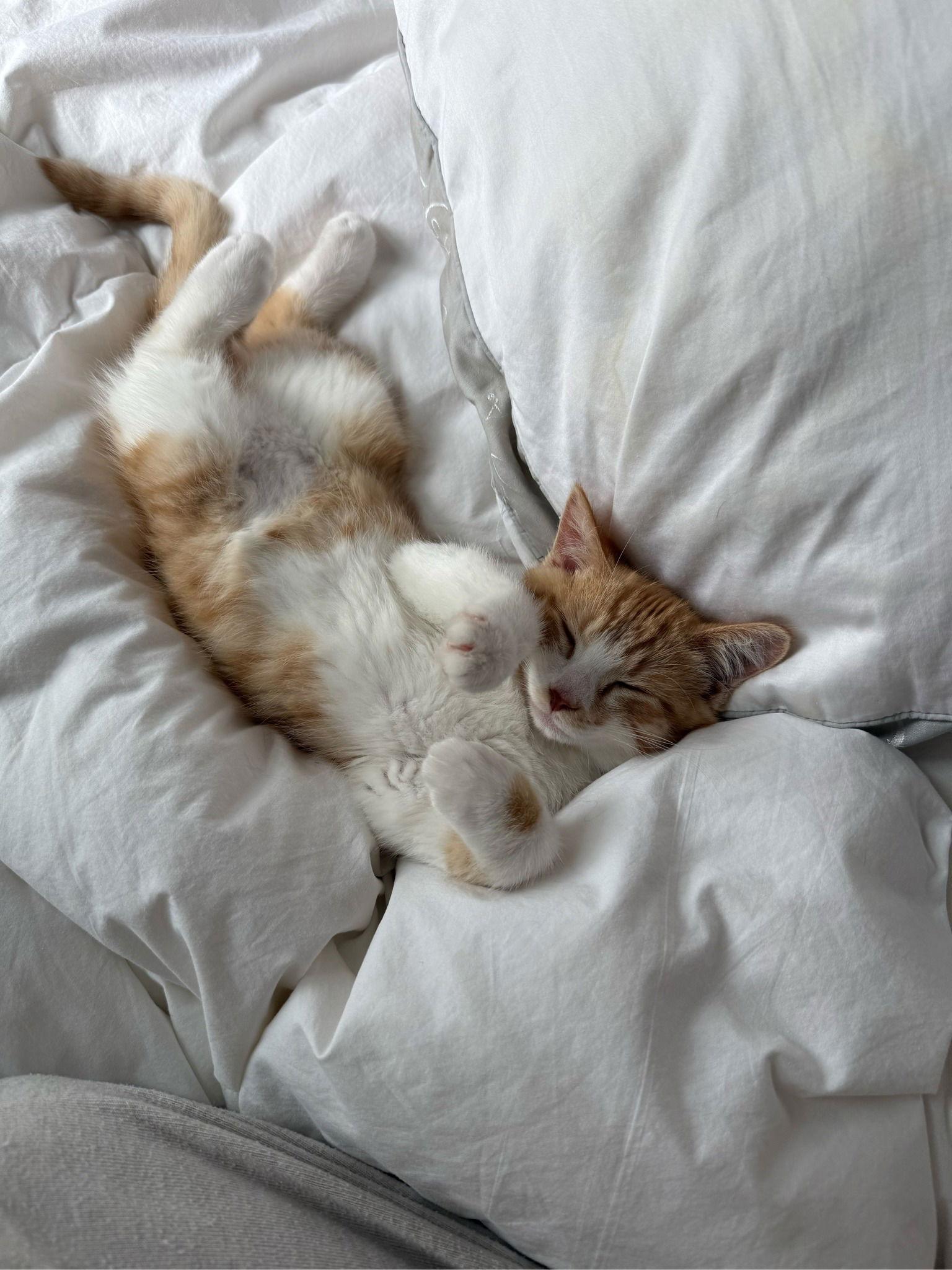 Scooter, a Adopted Domestic Short Hair in Markham, ON image 3/3