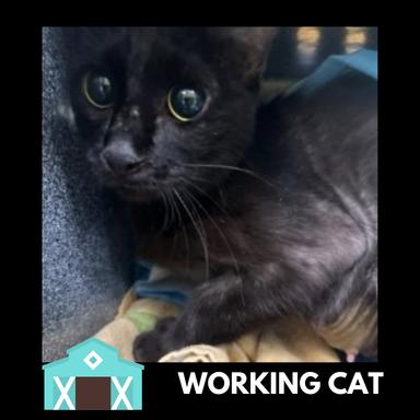 Enlarge Goblin Shark, a Adoptable Domestic Short Hair in Sarasota, FL image 1/1