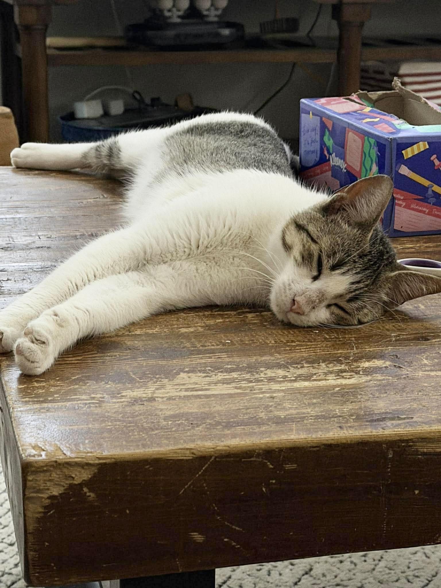 Enlarge Amazing Rizzo , a ADOPTABLE mixed breed in West Hartford , CT image 4/5