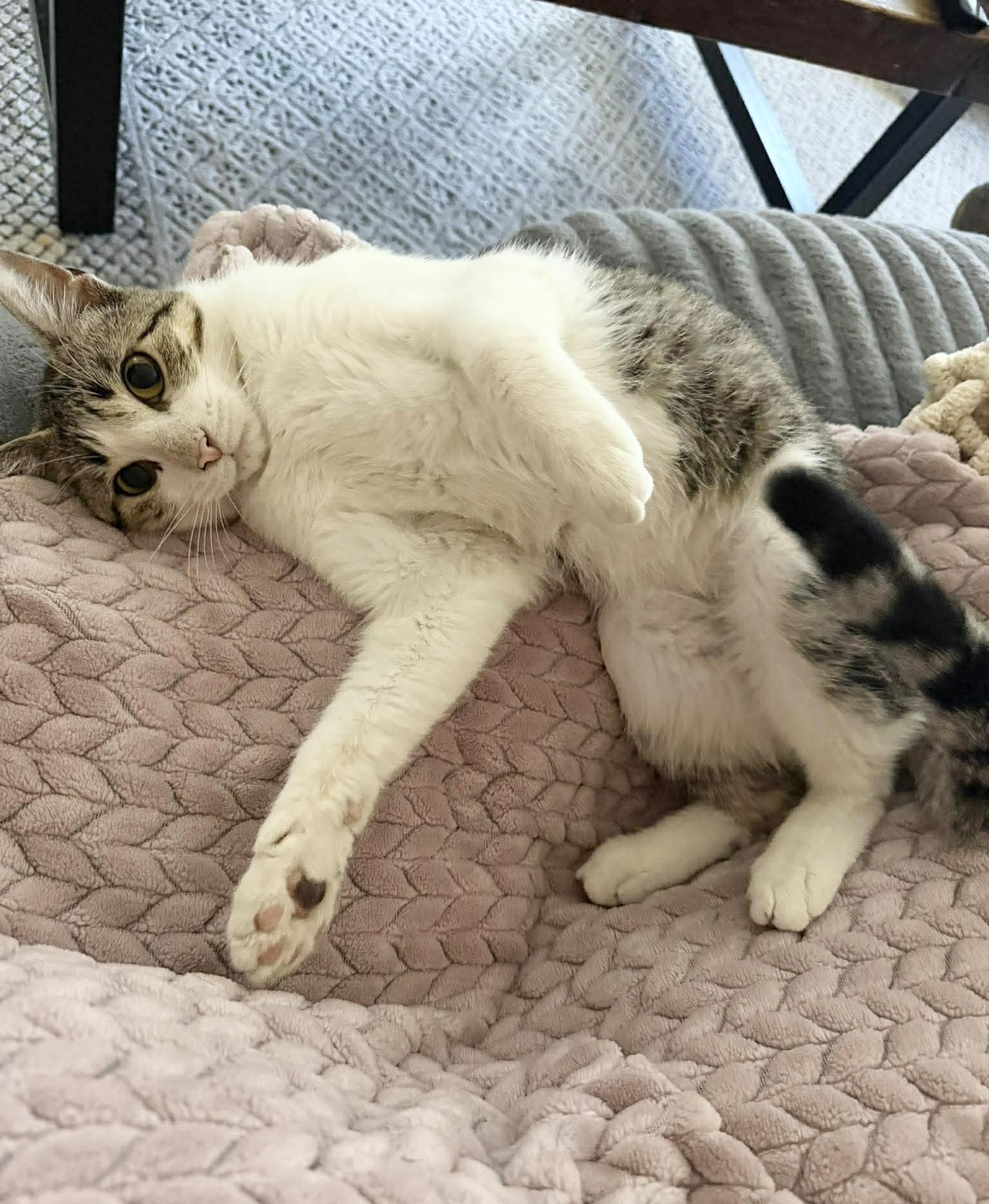 Enlarge Amazing Rizzo , a ADOPTABLE mixed breed in West Hartford , CT image 2/5