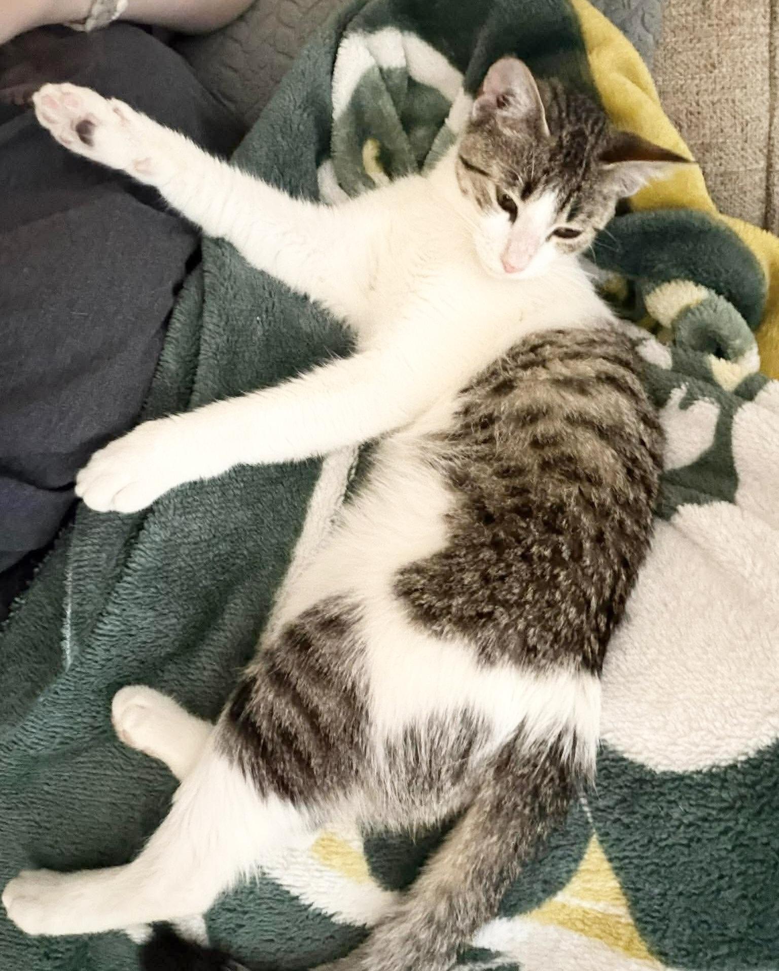 Enlarge Amazing Rizzo , a ADOPTABLE mixed breed in West Hartford , CT image 3/5