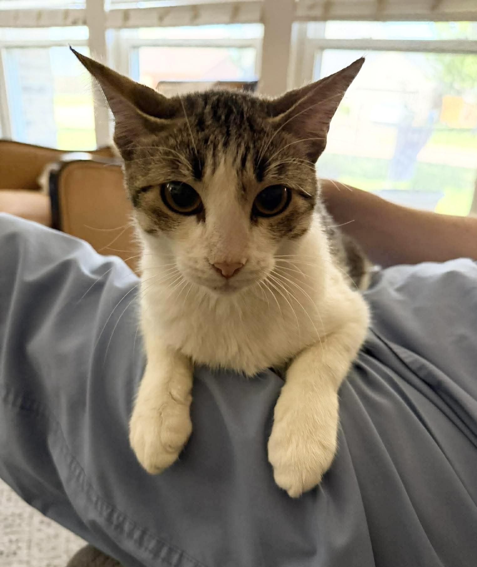 Enlarge Amazing Rizzo , a ADOPTABLE mixed breed in West Hartford , CT image 5/5