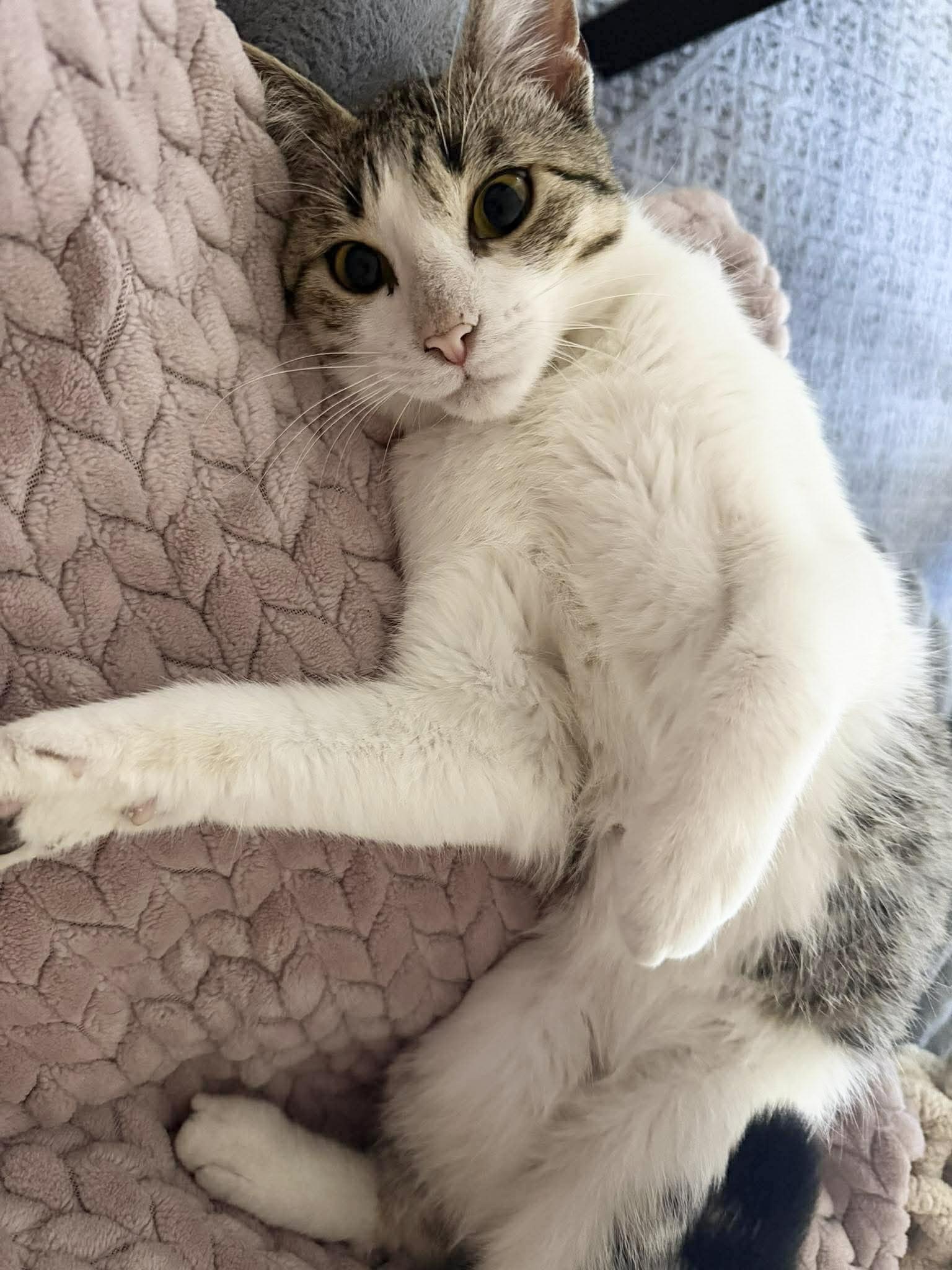 Amazing Rizzo , ADOPTABLE, Adult Female Tabby & Domestic Short Hair.