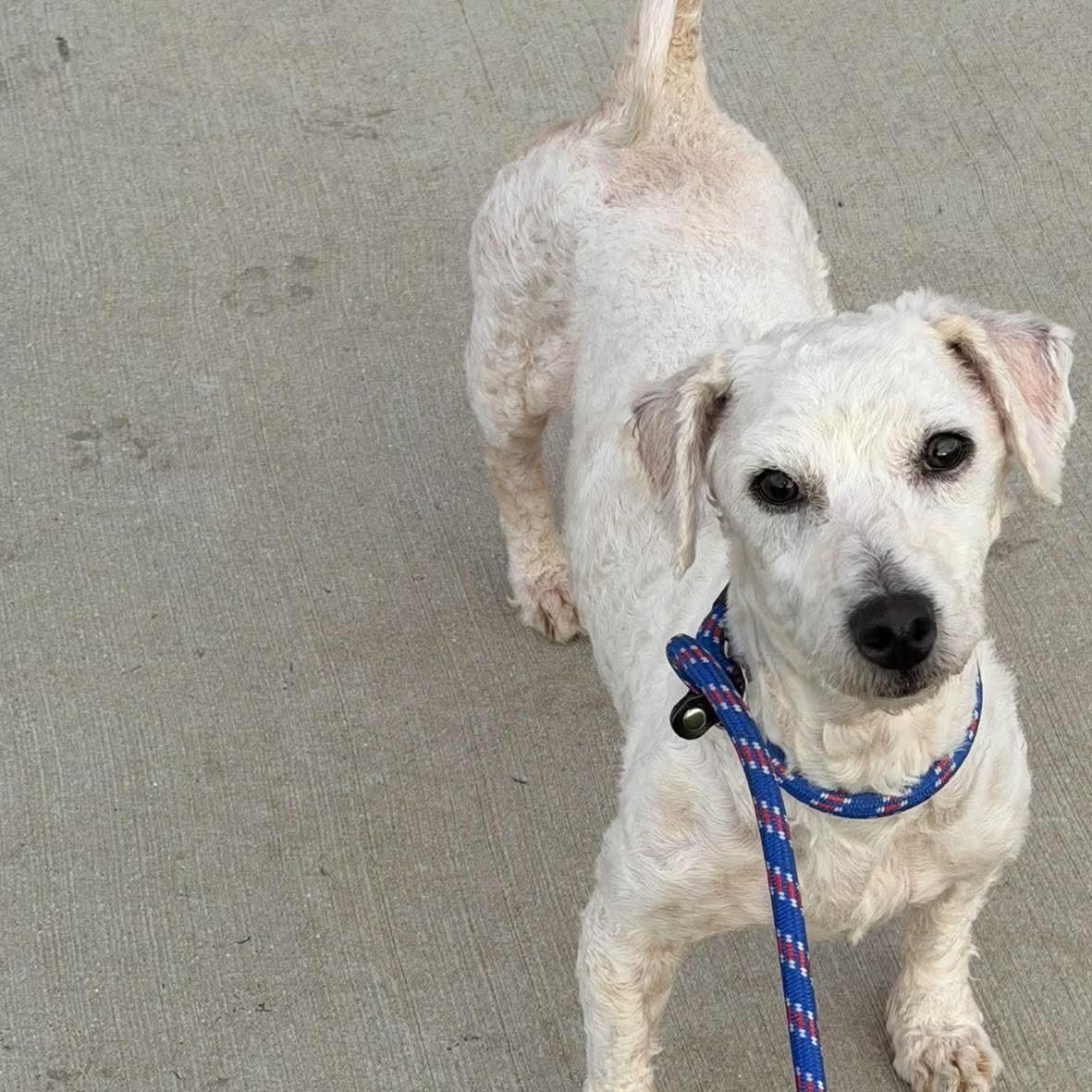 Enlarge Sassafrass in foster care, a Adoptable mixed breed in Minooka, IL image 2/2