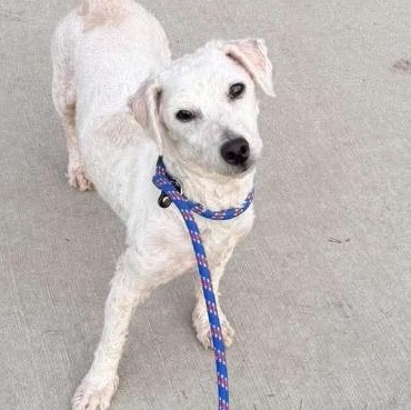 Enlarge Sassafrass in foster care, a Adoptable mixed breed in Minooka, IL image 1/2