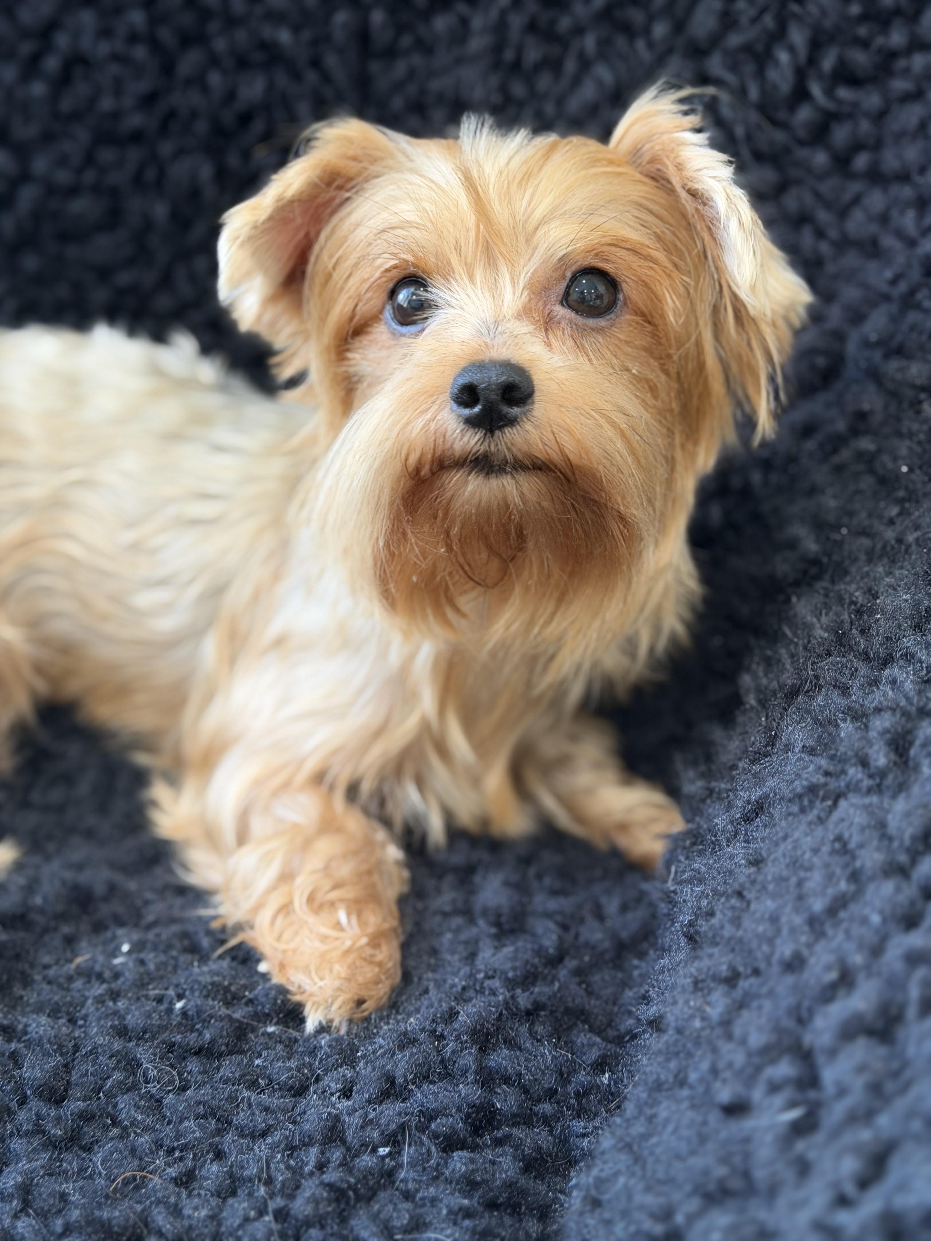 Enlarge Tink, a Adoptable Yorkshire Terrier in Lawrenceville, GA image 1/2