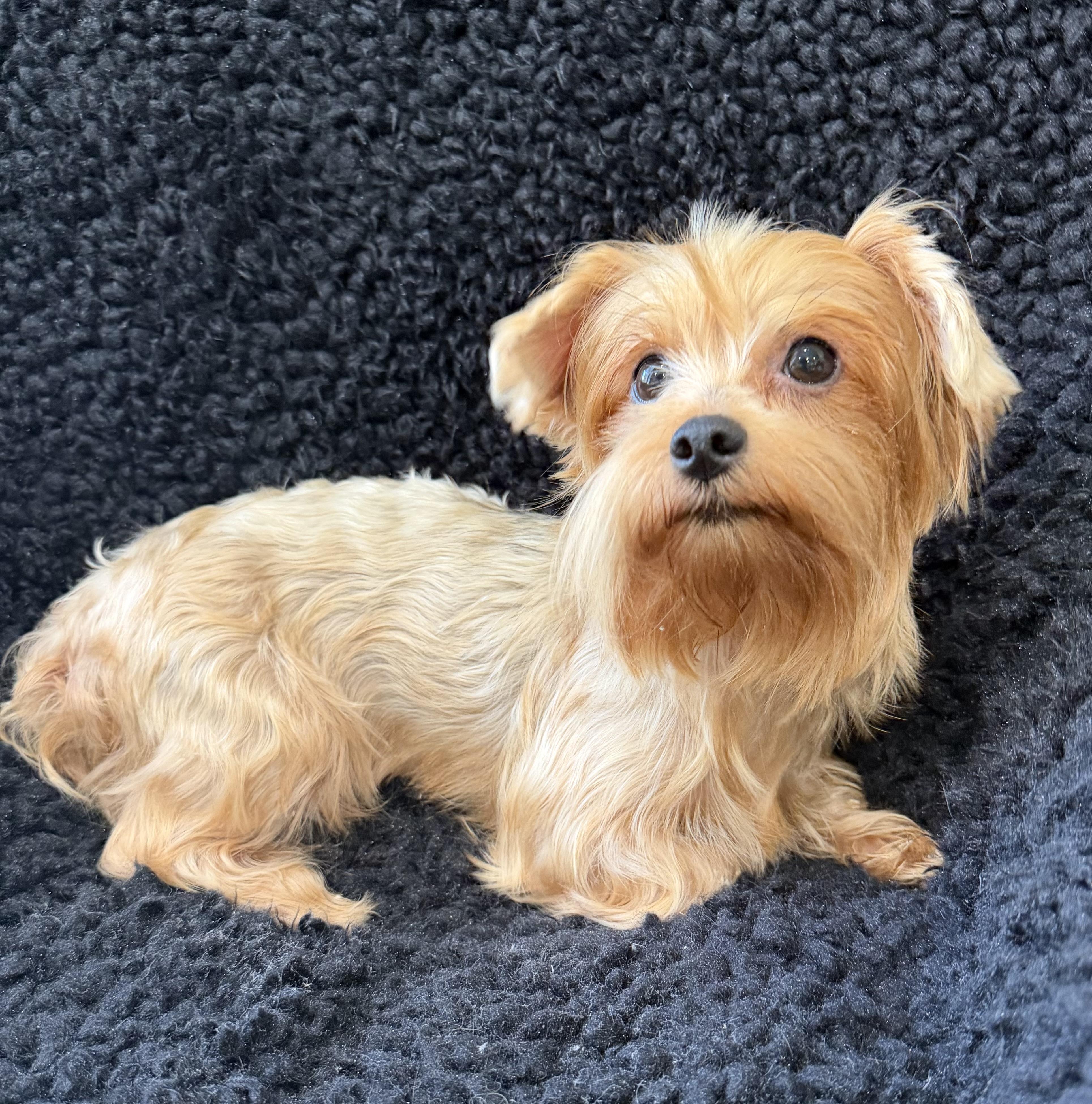 Enlarge Tink, a Adoptable Yorkshire Terrier in Lawrenceville, GA image 2/2
