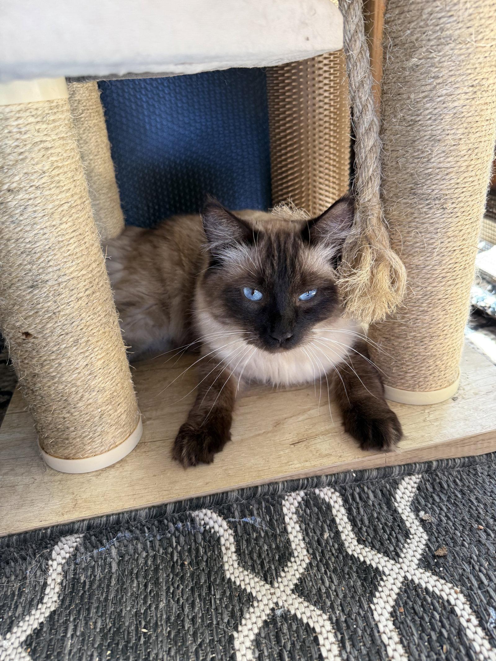 Enlarge Mochi, a Adoptable mixed breed in danville, CA image 1/3
