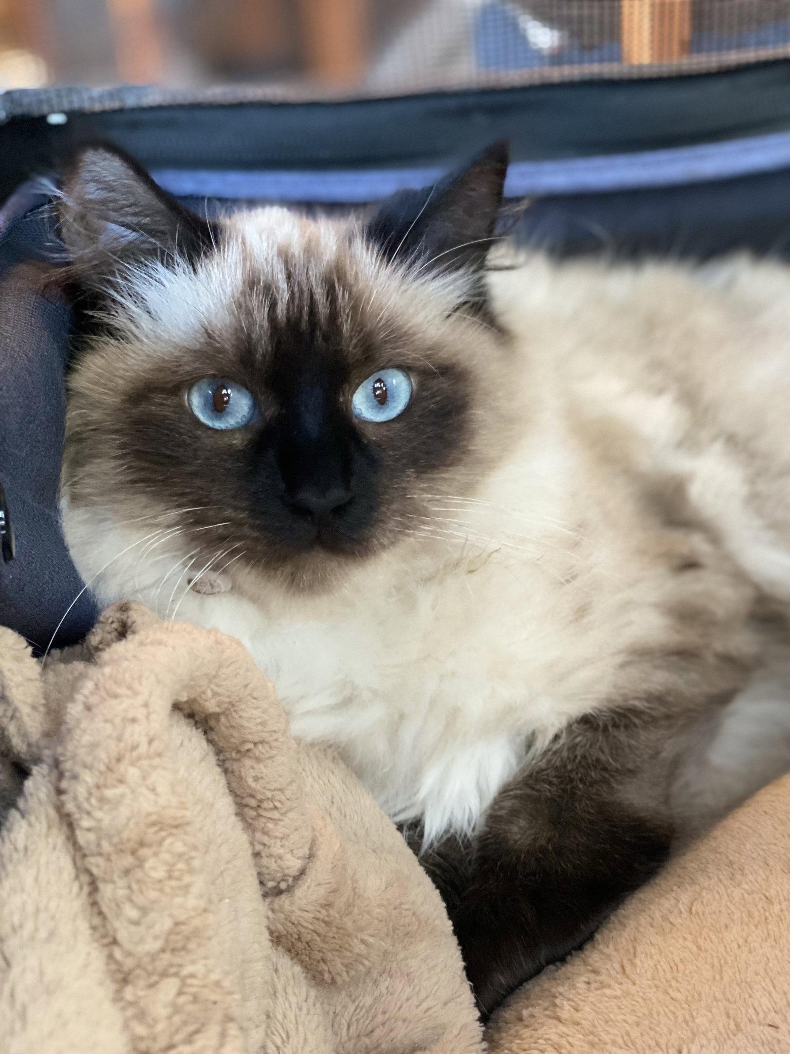 Enlarge Mochi, a Adoptable mixed breed in danville, CA image 2/3