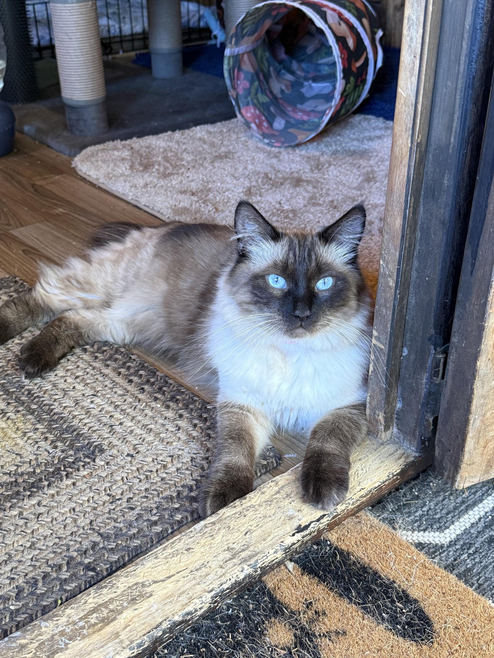 Enlarge Mochi, a Adoptable mixed breed in danville, CA image 3/3