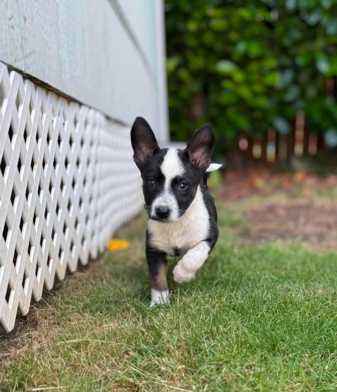 Enlarge Joy, a Adoptable mixed breed in Buckley, WA image 5/6
