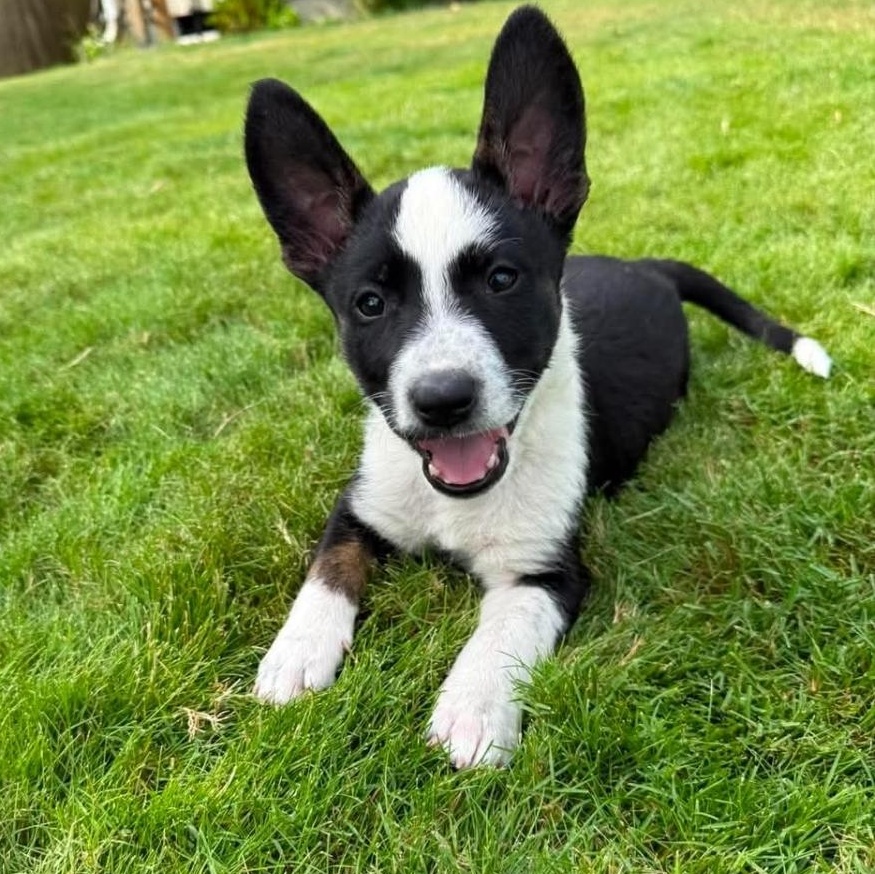 Enlarge Joy, a Adoptable mixed breed in Buckley, WA image 6/6