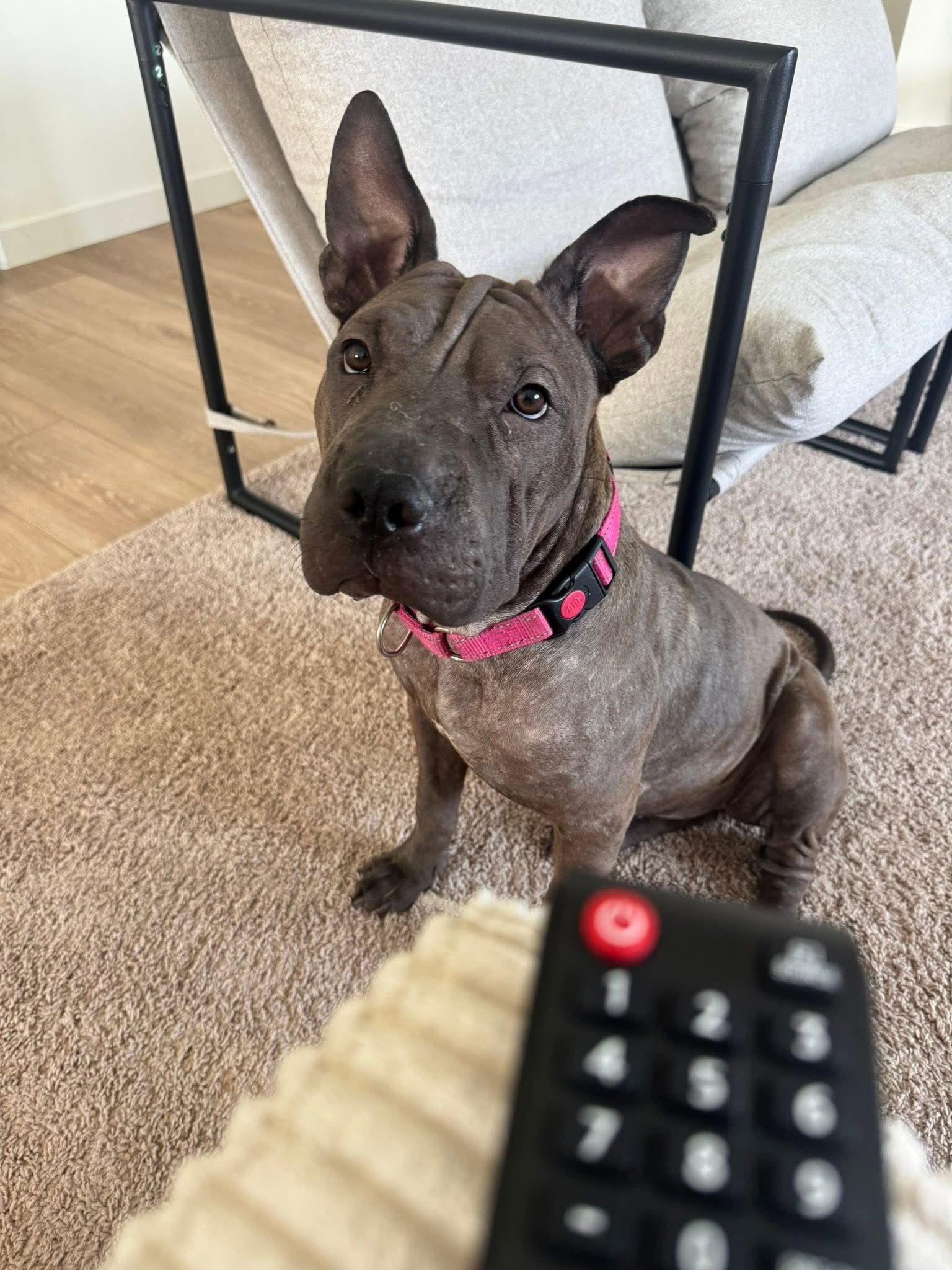 Sharkleberry, Adoptable, Young Female Shar-Pei.