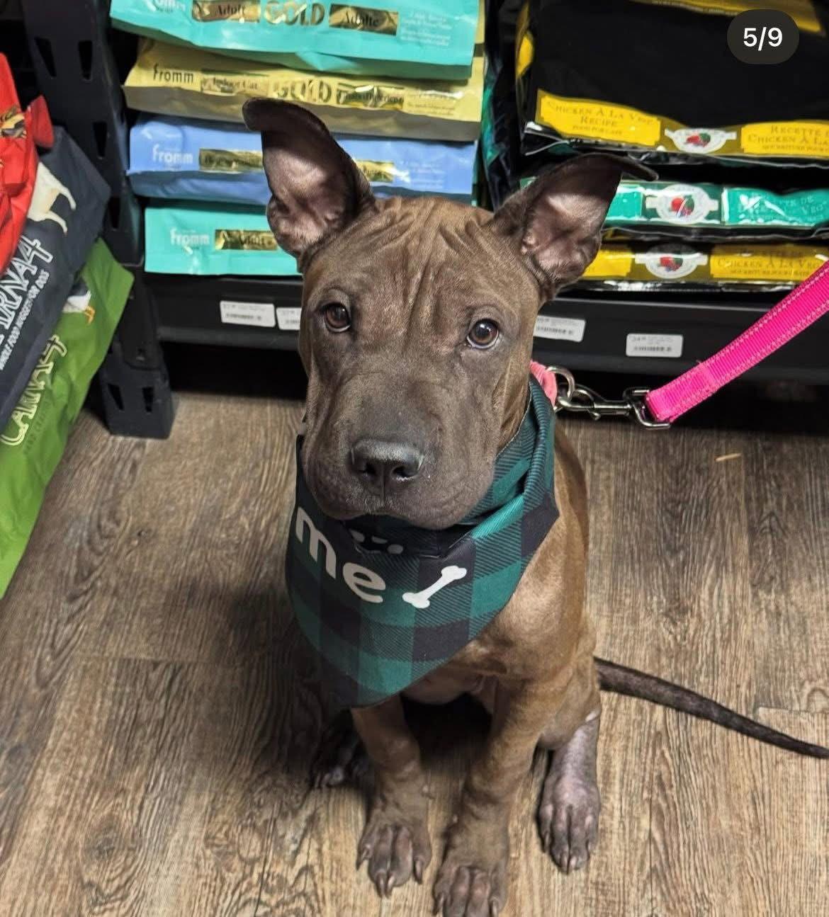 Sharkleberry, a Adoptable Shar-Pei in Polson, MT image 2/2