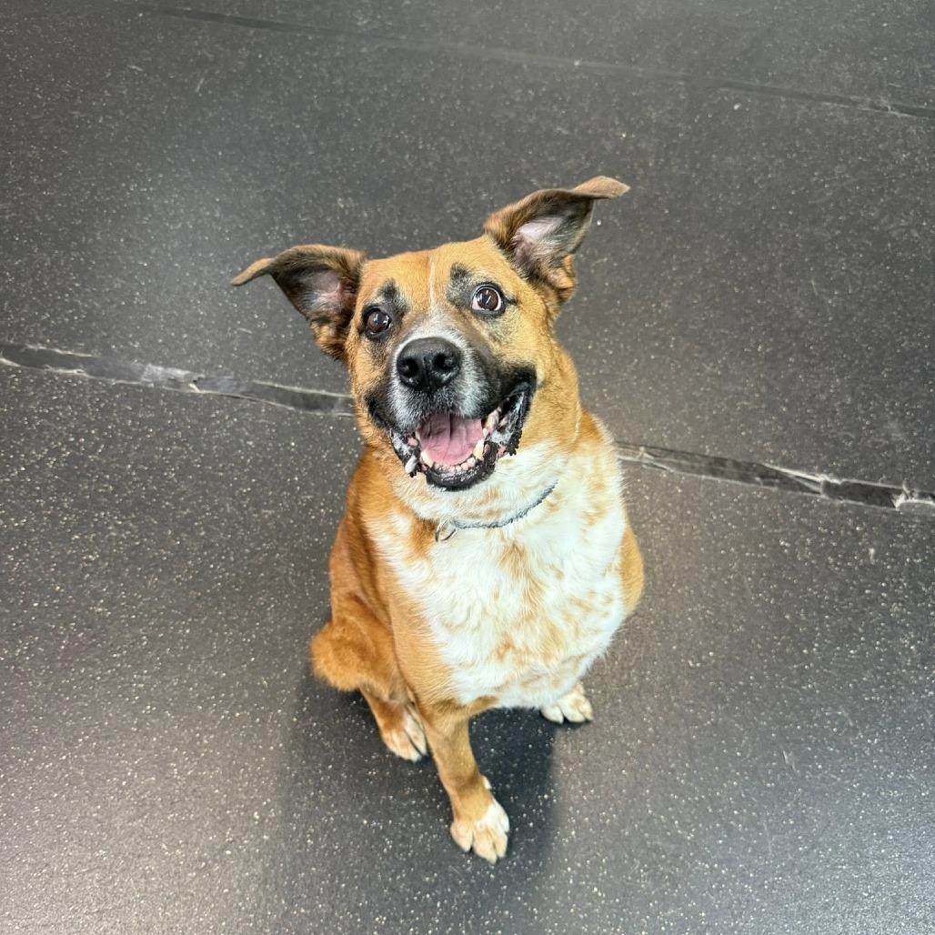 Enlarge Ranger, a Adoptable mixed breed in Colorado Springs, CO image 2/3