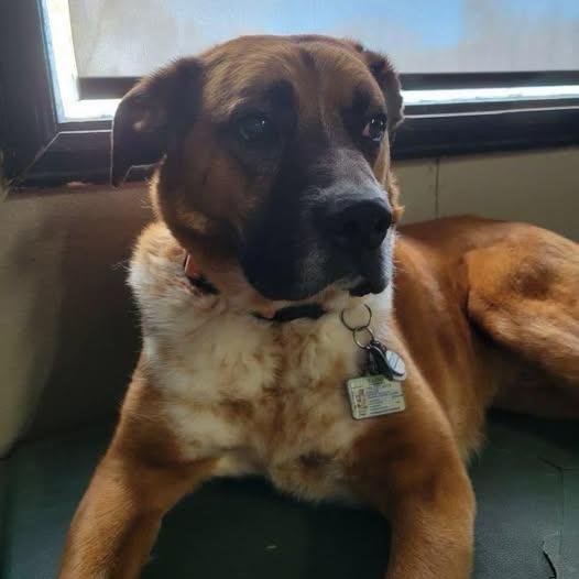 Enlarge Ranger, a Adoptable mixed breed in Colorado Springs, CO image 3/3