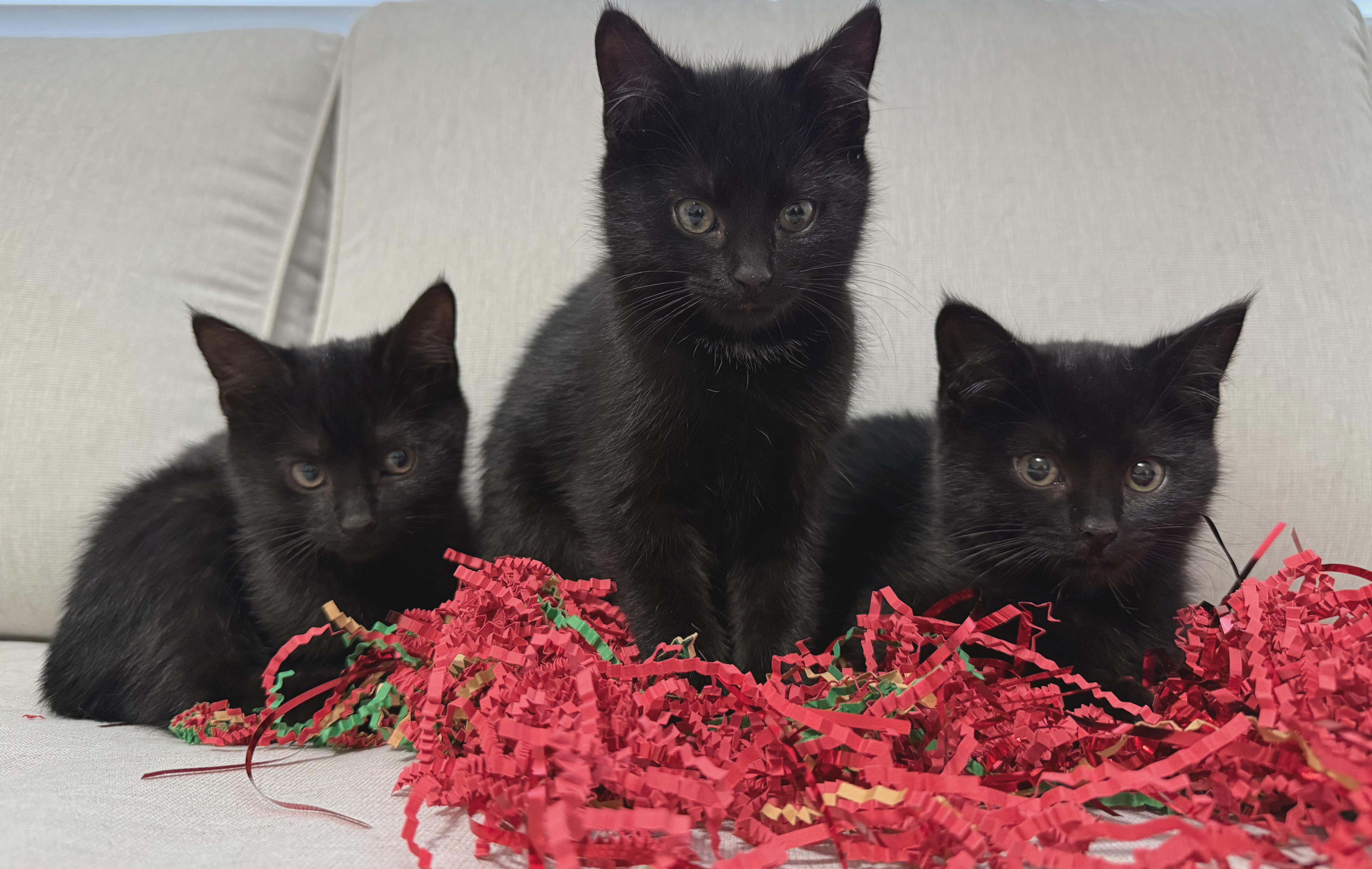 Enlarge Carbon, Coal and Night, a ADOPTABLE American Shorthair in Hilton Head Island, SC image 1/2
