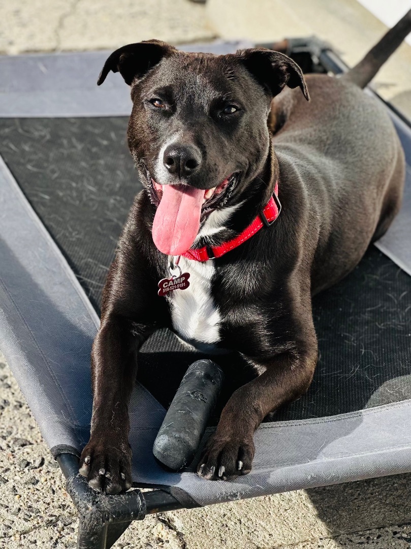 LITTLE BIT, Adoptable, Young Male Labrador Retriever & Terrier.