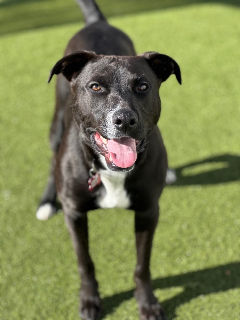 Enlarge LITTLE BIT, a Adoptable mixed breed in Fresh Meadows, NY image 2/13