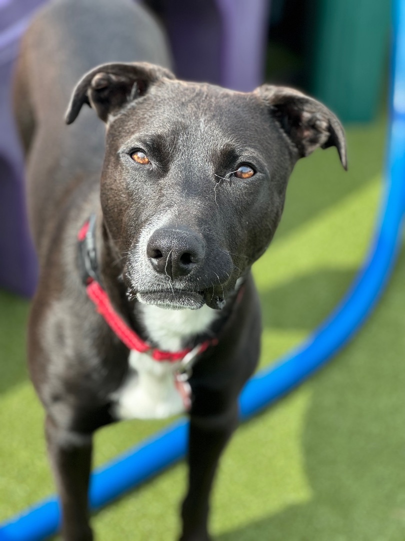 Enlarge LITTLE BIT, a Adoptable mixed breed in Fresh Meadows, NY image 3/13