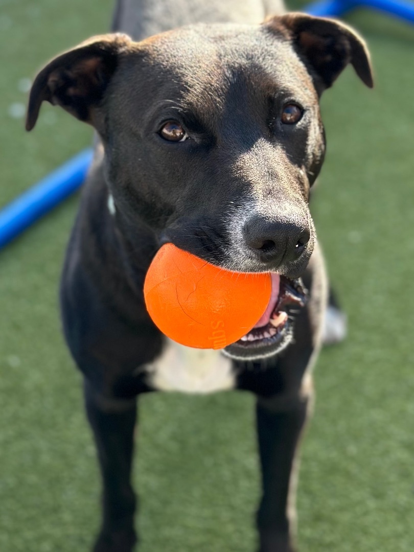 Enlarge LITTLE BIT, a Adoptable mixed breed in Fresh Meadows, NY image 4/13