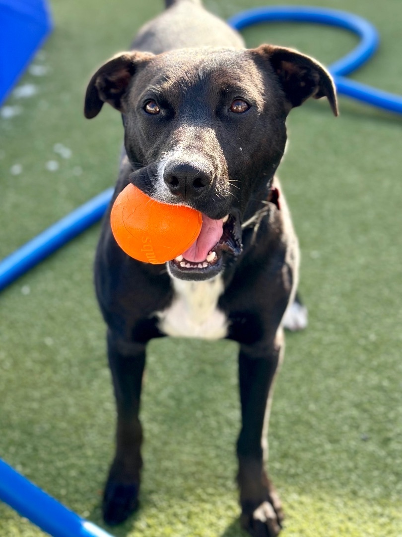 Enlarge LITTLE BIT, a Adoptable mixed breed in Fresh Meadows, NY image 5/13