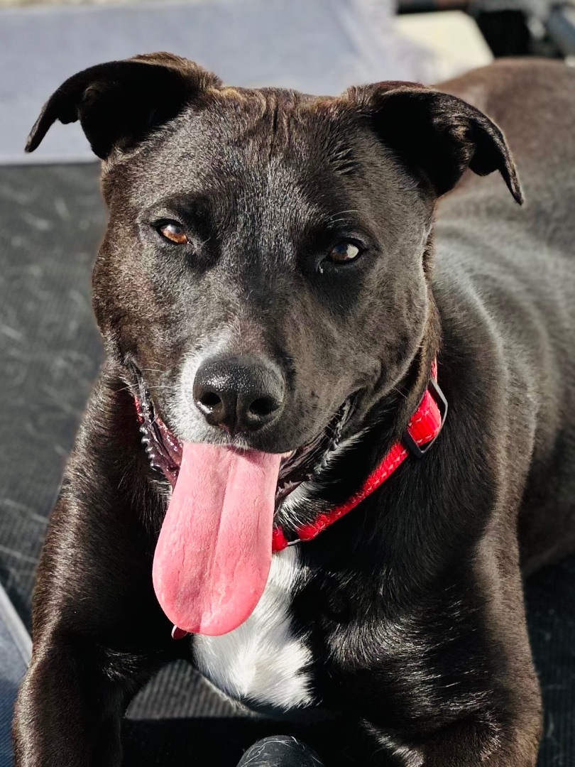 Enlarge LITTLE BIT, a Adoptable mixed breed in Fresh Meadows, NY image 6/13