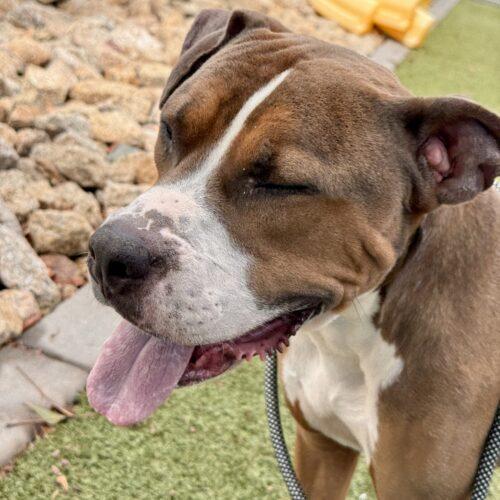 Chuck, a Adoptable American Staffordshire Terrier in Glendale, AZ image 1/6